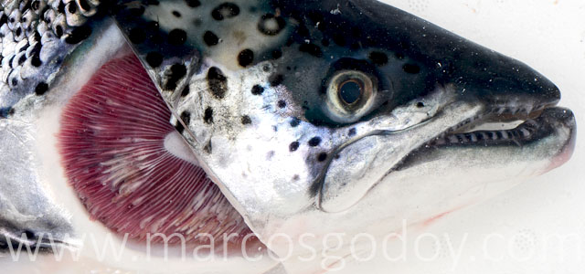 EPG patologia macroscopica II