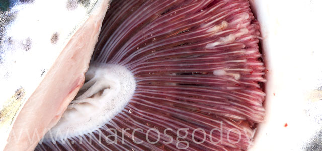 EPG patologia macroscopica III