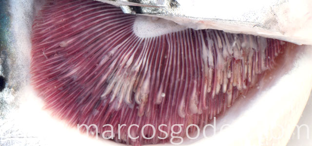 EPG patologia macroscopica IV