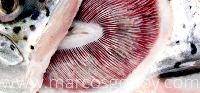 EPG patologia macroscopica VIII