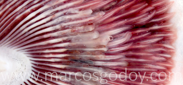 EPG patologia macroscopica X