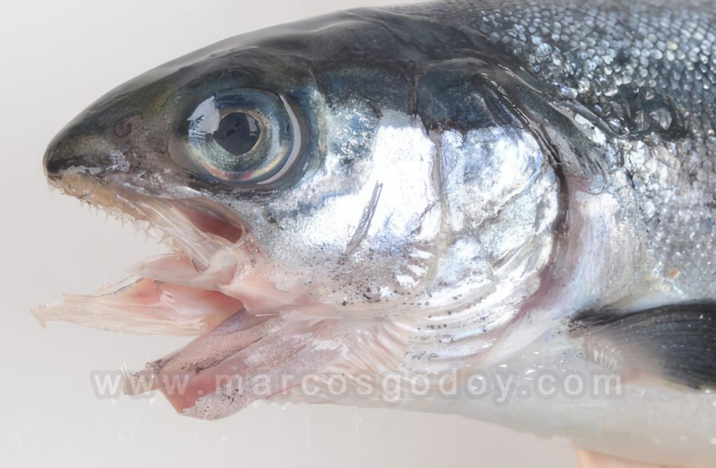 Tenacibaculosis en Salmón del Atlántico (Salmo salar): Patología macroscópica