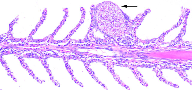 Microsporideo 20X V