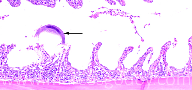 Trichodina 200X I