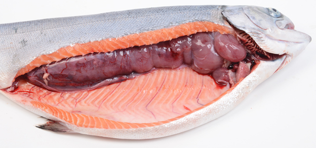 Renomegalia Salmon coho II