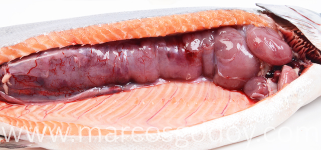 Renomegalia Salmon coho III
