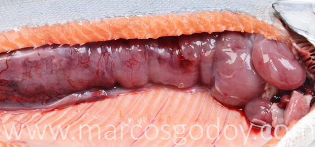 Renomegalia Salmon coho IV