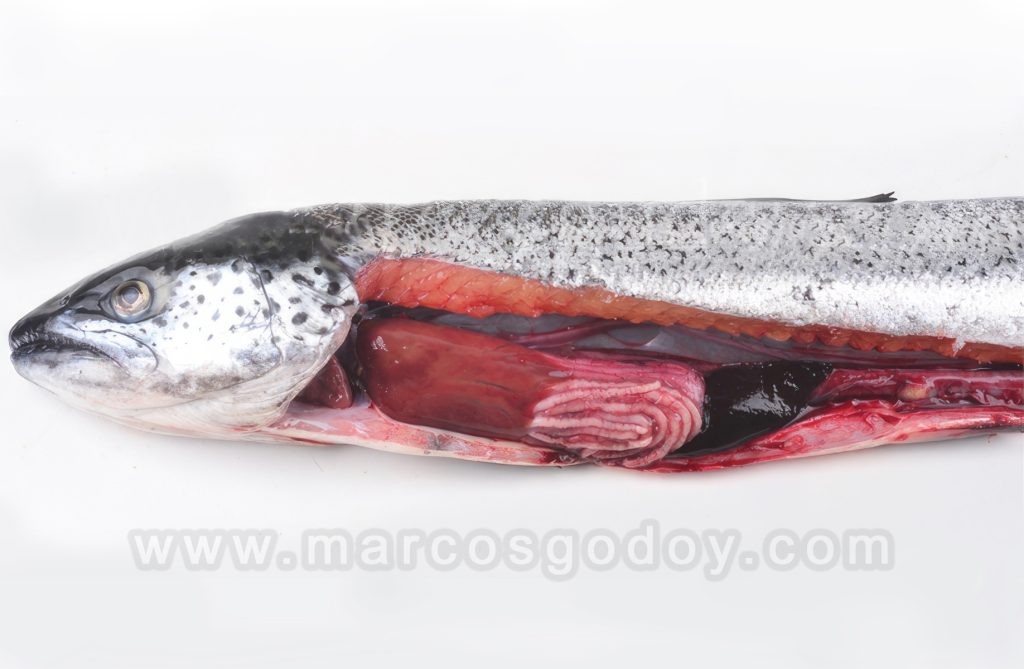 Rezagados en Salmón del Atlántico (Salmo salar): Patología macroscópica II