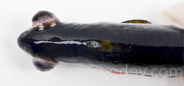 Exoftalmia salar V