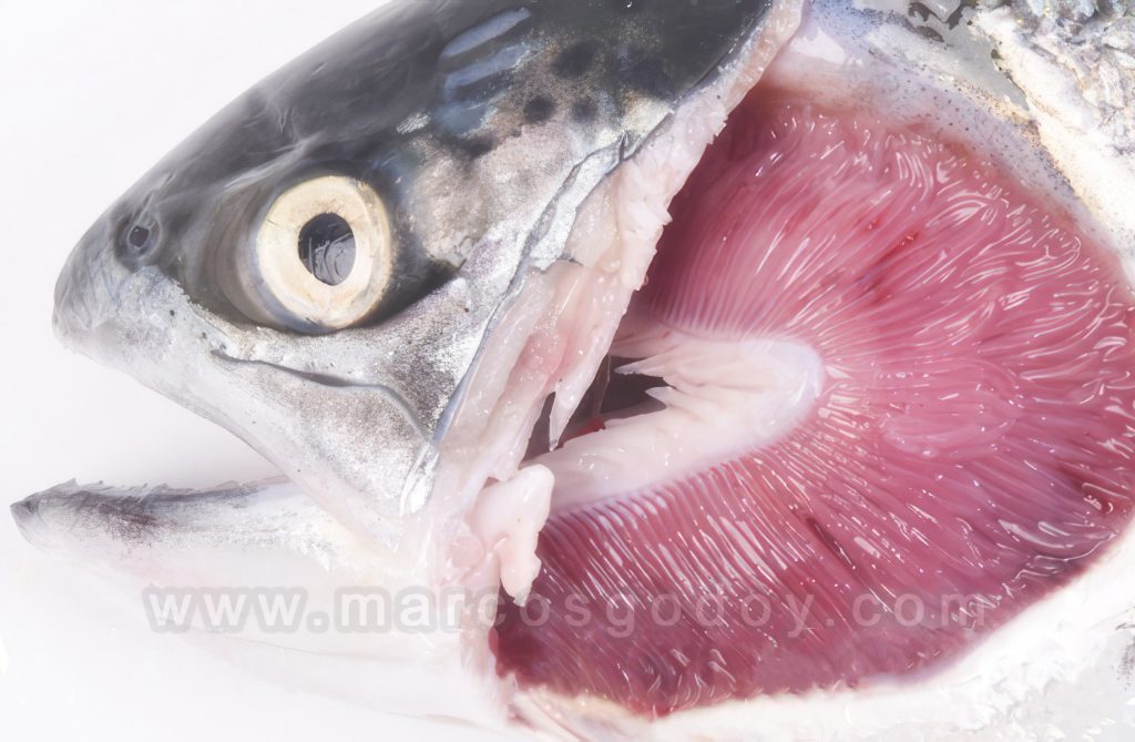 Amebiasis branquial en Salmón coho (Oncorhynchus kisutch), Casos clínicos 2017: Patología macroscópica III