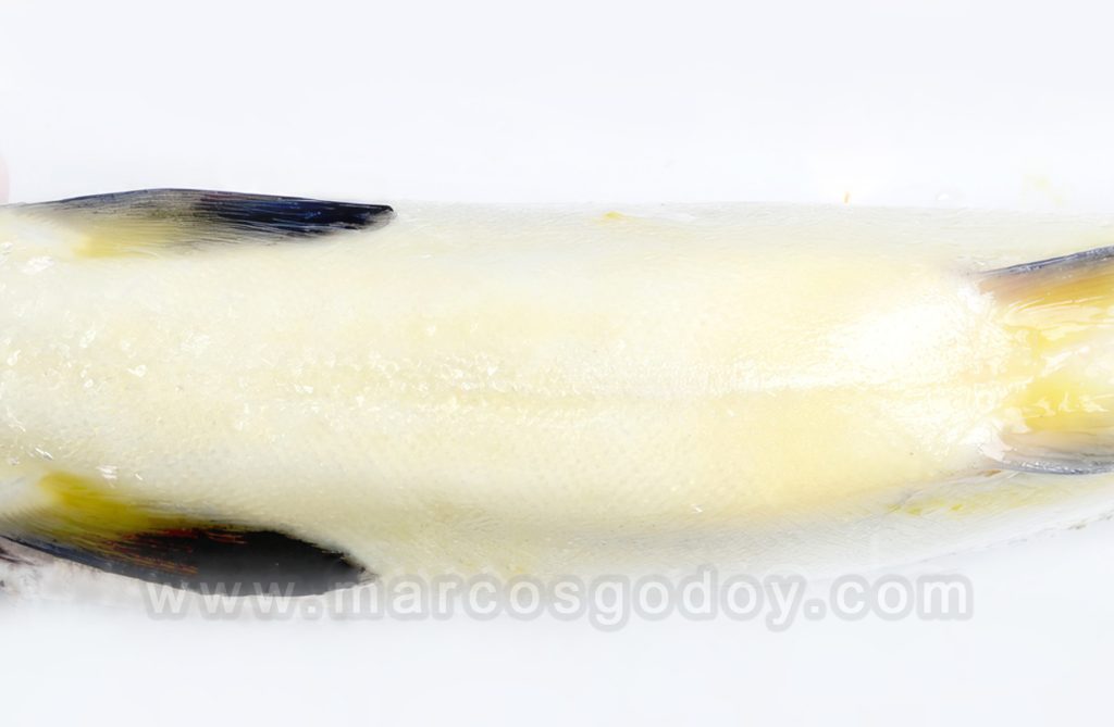 Ictericia en Salmón coho (Oncorhynchus kisutch): Patología macroscópica externa