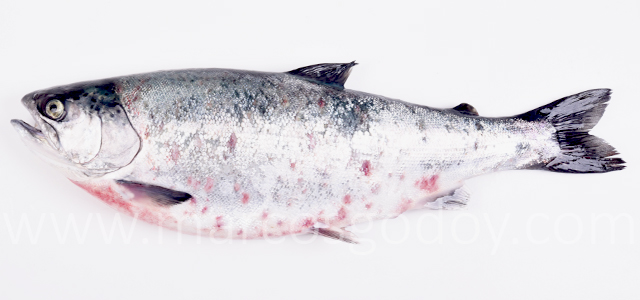 SRS Coho salmon I