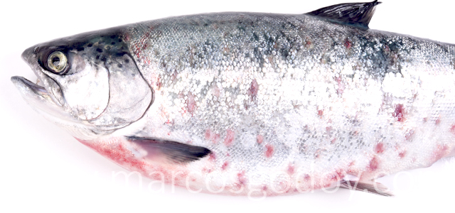SRS Coho salmon II