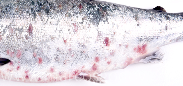 SRS Coho salmon III