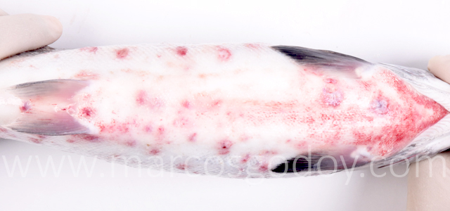 SRS Coho salmon IV