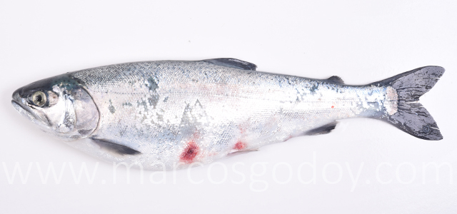SRS Coho salmon IX