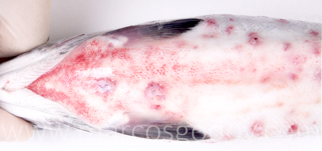 SRS Coho salmon V