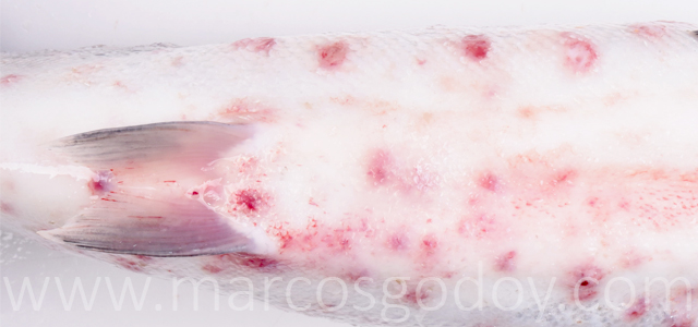 SRS Coho salmon VI