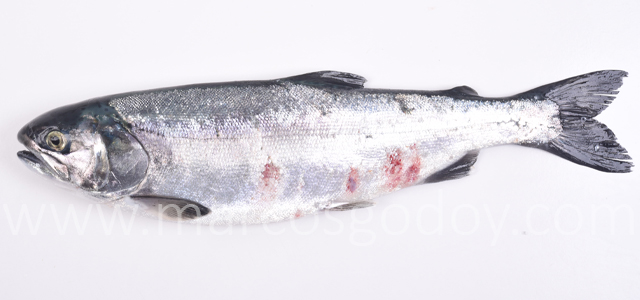 SRS Coho salmon VII