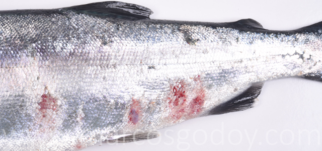 SRS Coho salmon VIII