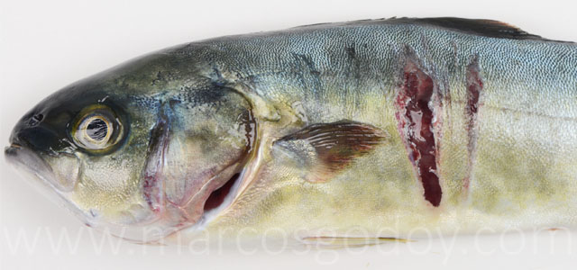 Seriola lesiones VI