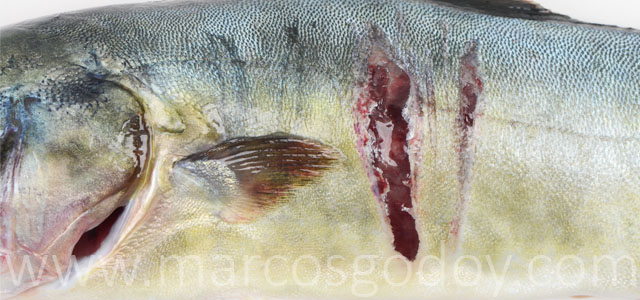 Seriola lesiones VII