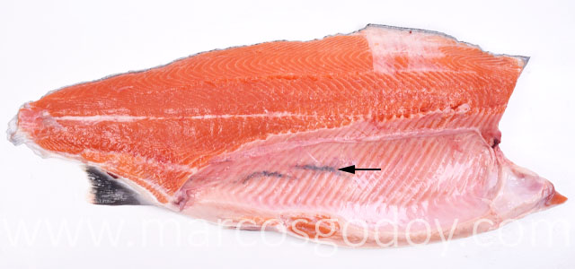 Coho salmon fractura espinas III