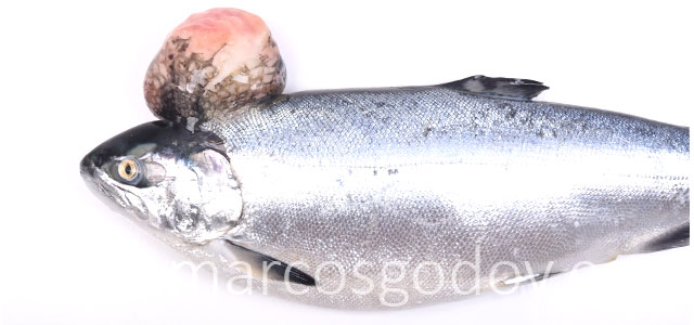 Salmon coho tumor II