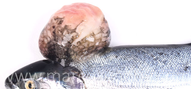 Salmon coho tumor III