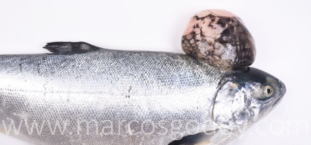 Salmon coho tumor IV