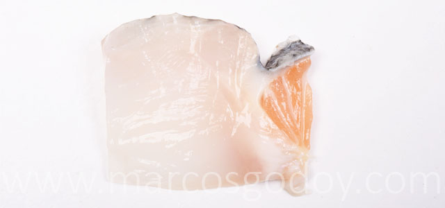 Salmon coho tumor IX