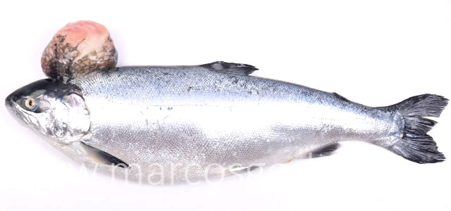 Salmon coho tumor I copia