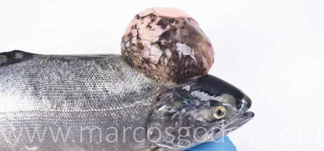Salmon coho tumor V