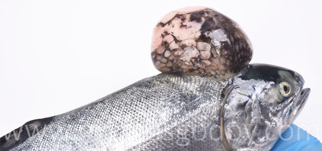 Salmon coho tumor VI
