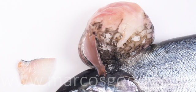 Salmon coho tumor VIII