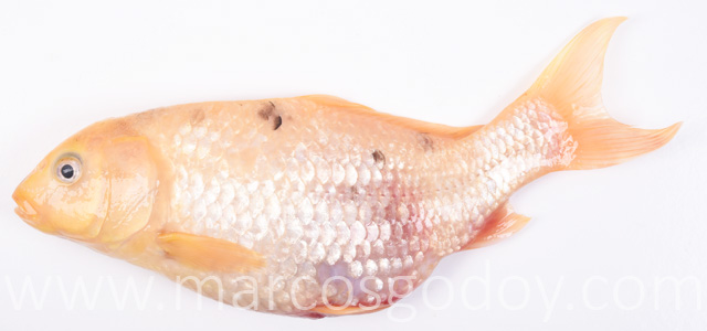 Pez dorado peritonitis I