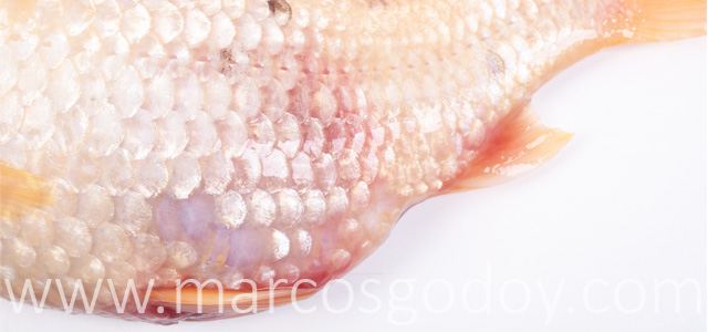 Pez dorado peritonitis II