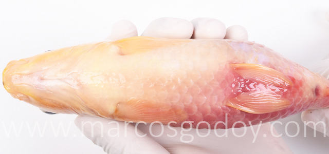 Pez dorado peritonitis III