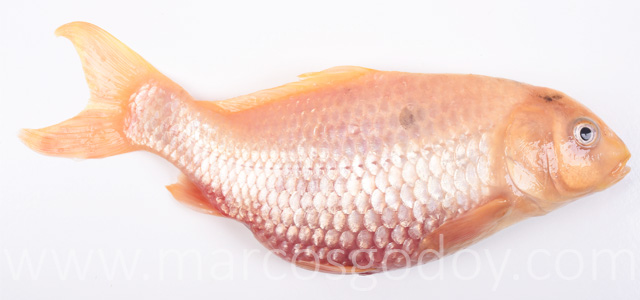 Pez dorado peritonitis IV