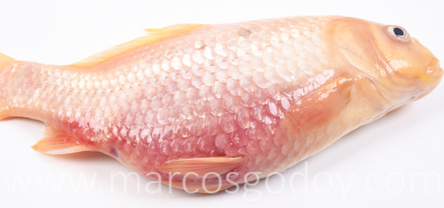 Pez dorado peritonitis V