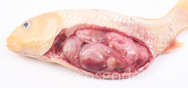 Pez dorado peritonitis VI