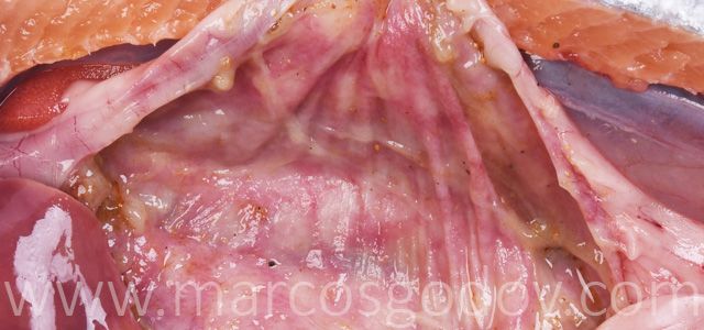 Gastritis coho salmon gross II