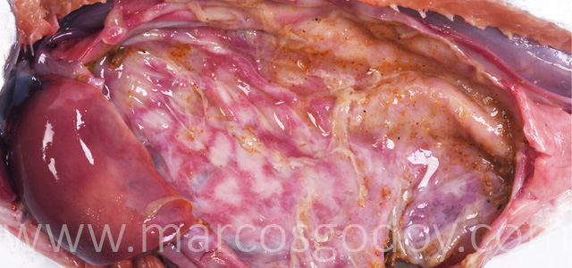 Gastritis coho salmon gross IV
