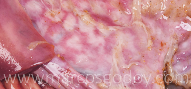 Gastritis coho salmon gross V