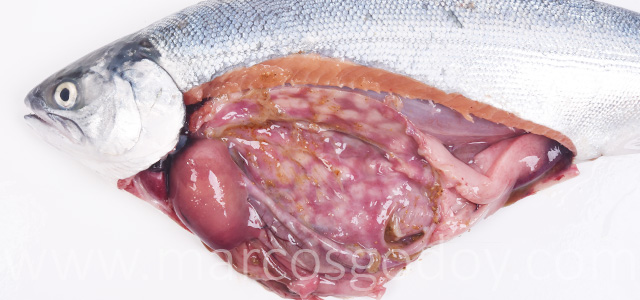 Gastritis coho salmon gross X