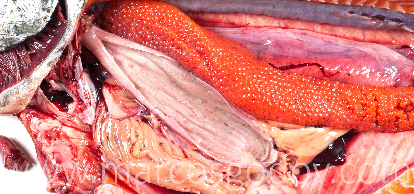 Gastritis salmon chinook I