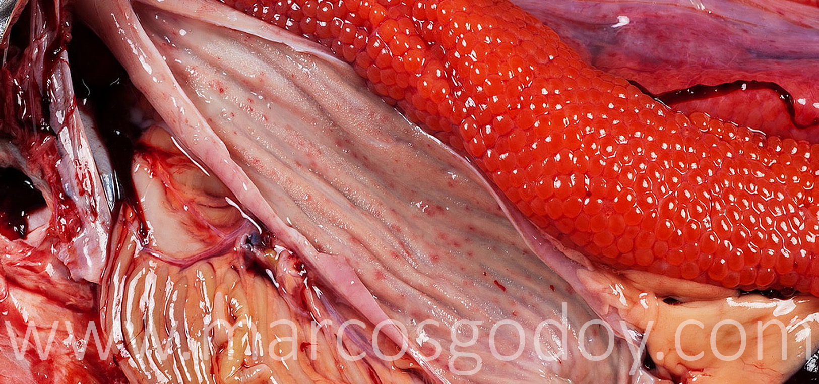 Gastritis salmon chinook II