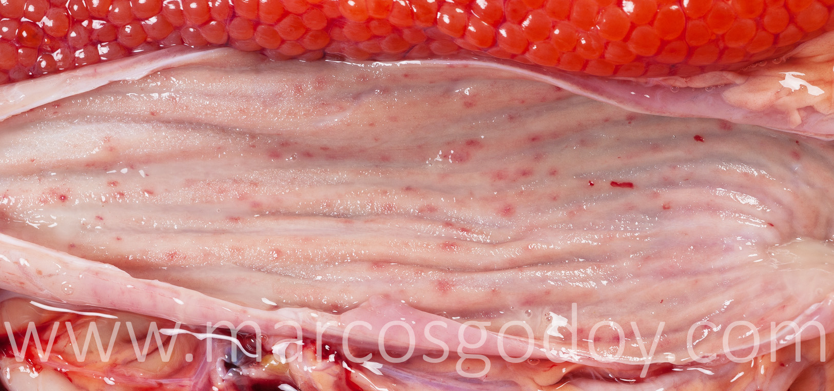 Gastritis salmon chinook III
