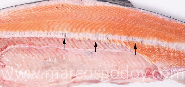 Melanosis vertebral salmon del Atlantico II