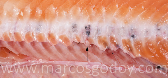 Melanosis vertebral salmon del Atlantico X